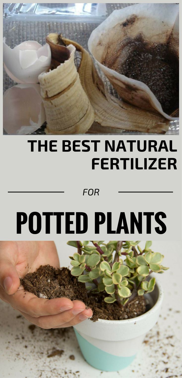 The Best Natural Fertilizer For Potted Plants -   10 plants Potted terrasse ideas