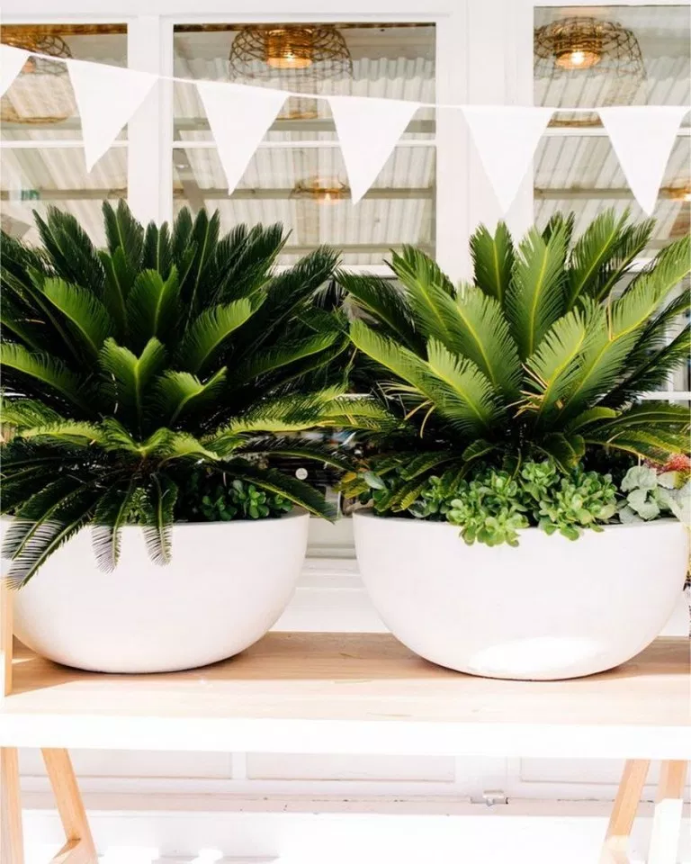 10 plants Potted terrasse ideas