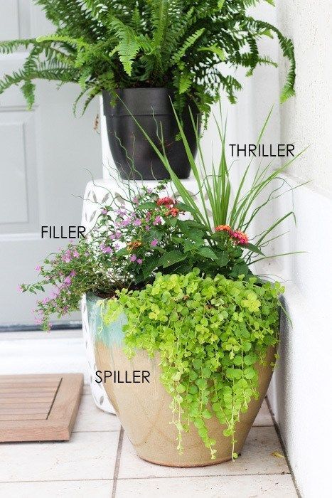 10 plants Potted terrasse ideas