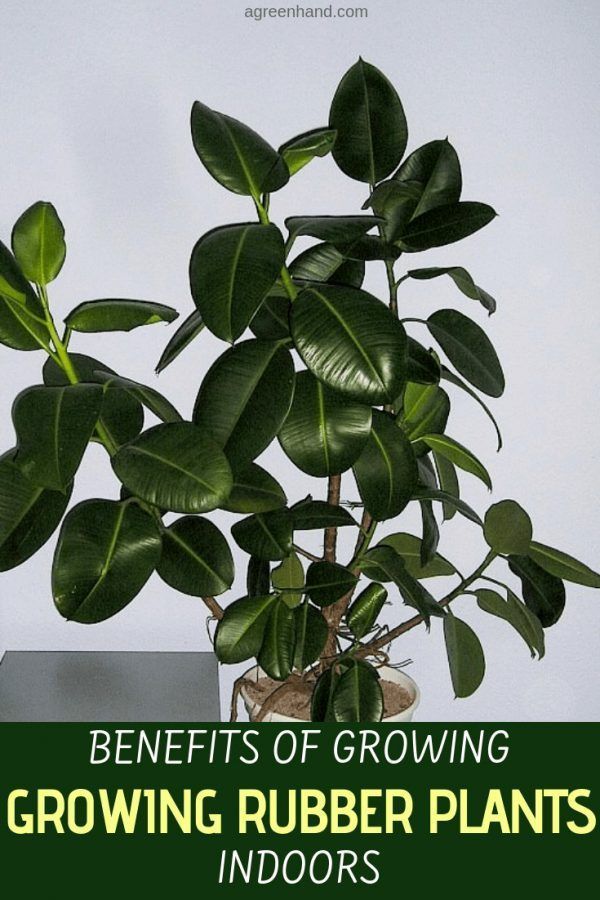 Benefits Of Growing Rubber Plants Indoors -   12 plants Office greenhouses ideas