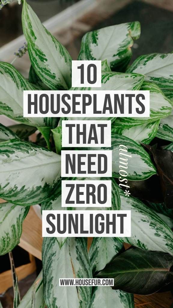 10 Houseplants That Need (Almost) Zero Sunlight -   12 plants Office greenhouses ideas