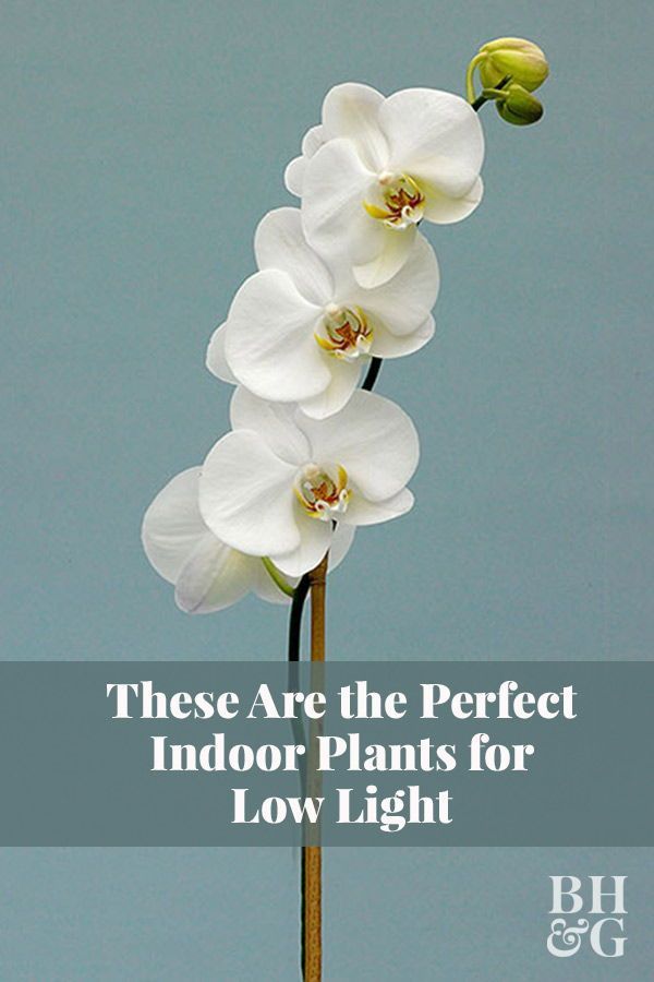 23 of Our Favorite Low-Light Houseplants -   12 plants Office greenhouses ideas