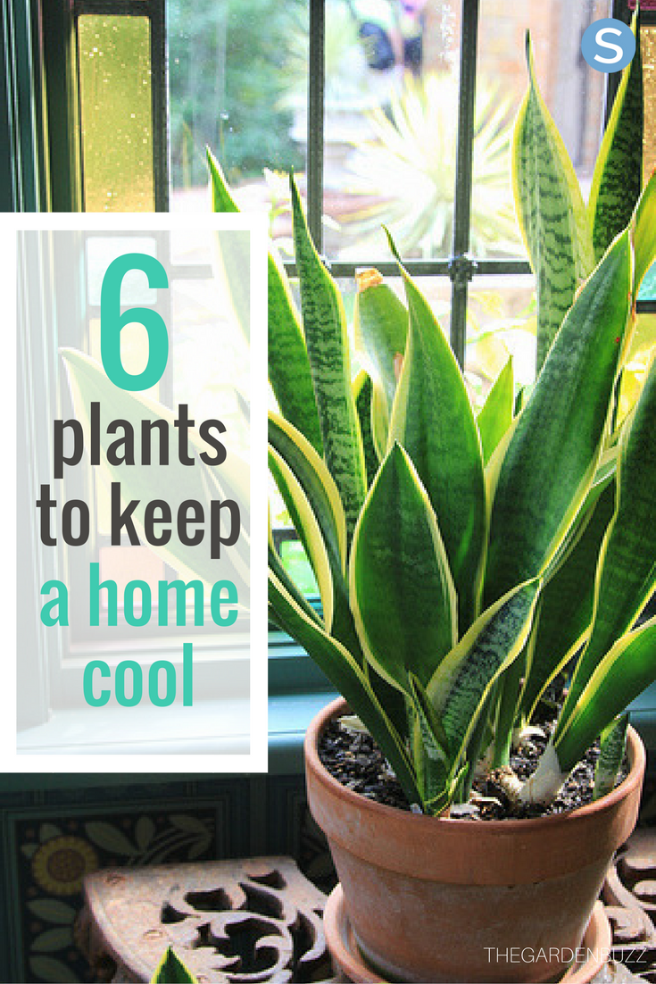 Here Are 6 Plants That Will Help Keep Your House Naturally Cool -   12 plants Office greenhouses ideas