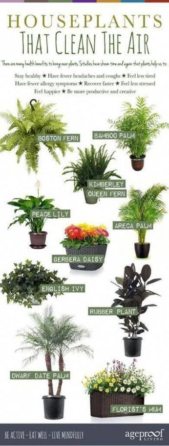 12 plants Office greenhouses ideas