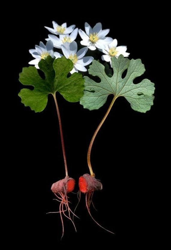 4 Beautiful Bloodroot Roots, Medicinal plants! Live plant roots, shade plants -   12 plants Wild green ideas