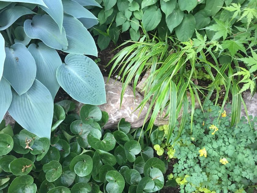 Here are the 10 best plants for shady corners -   12 plants Wild green ideas