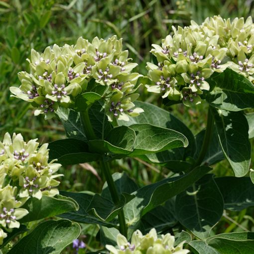 Green Milkweed Seeds and Plants (Asclepias viridis) -   12 plants Wild green ideas