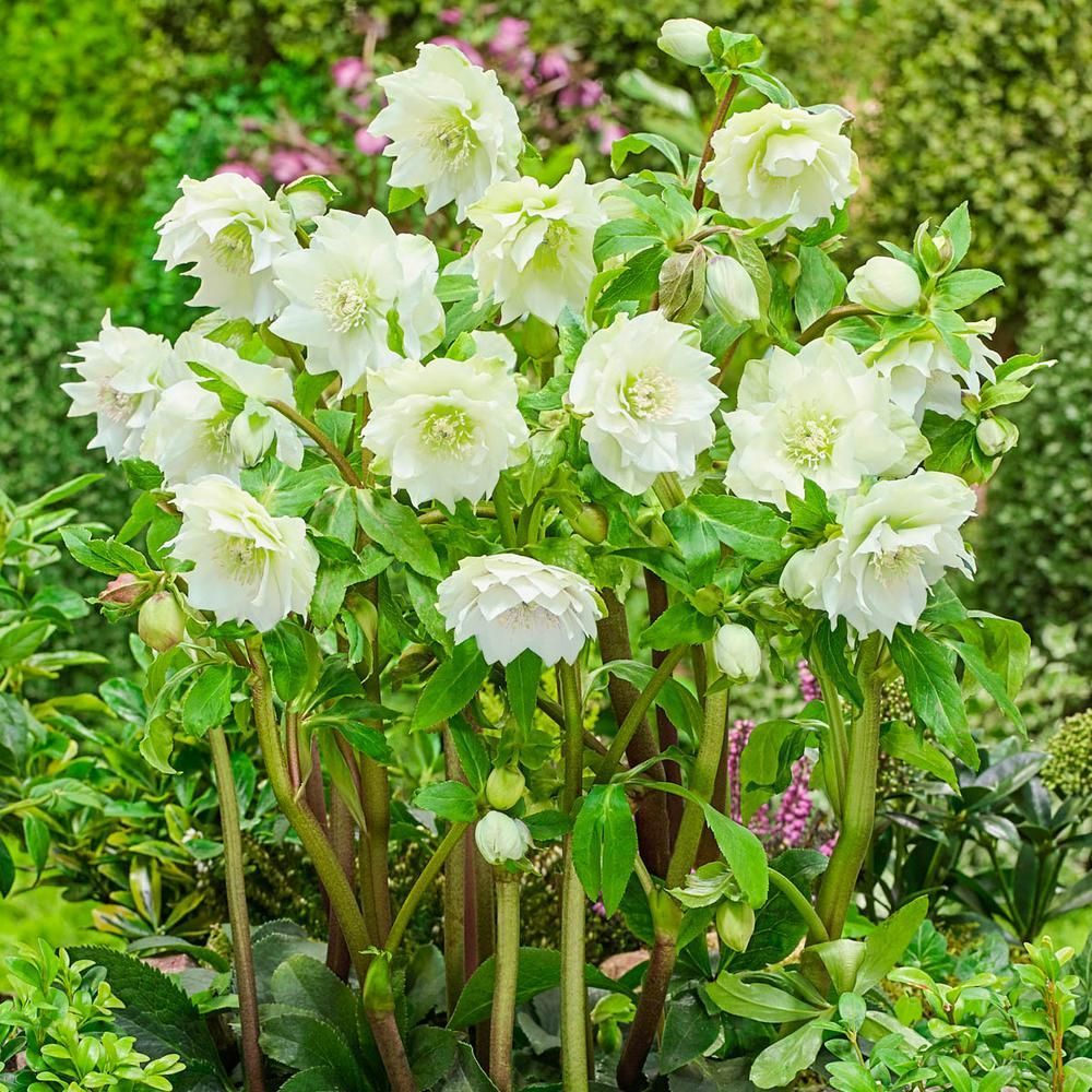 Spring Hill Nurseries 3 in. Pot Great White Double Lenten Rose (Helleborus) Live Potted Perennial Plant White Flowers (1-Pack)-61323 -   12 plants Wild green ideas