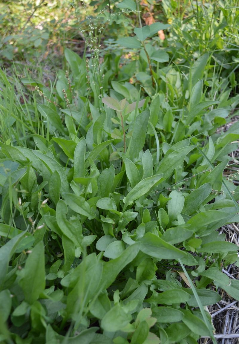10 Wild Weeds and Greens to Eat -   12 plants Wild green ideas
