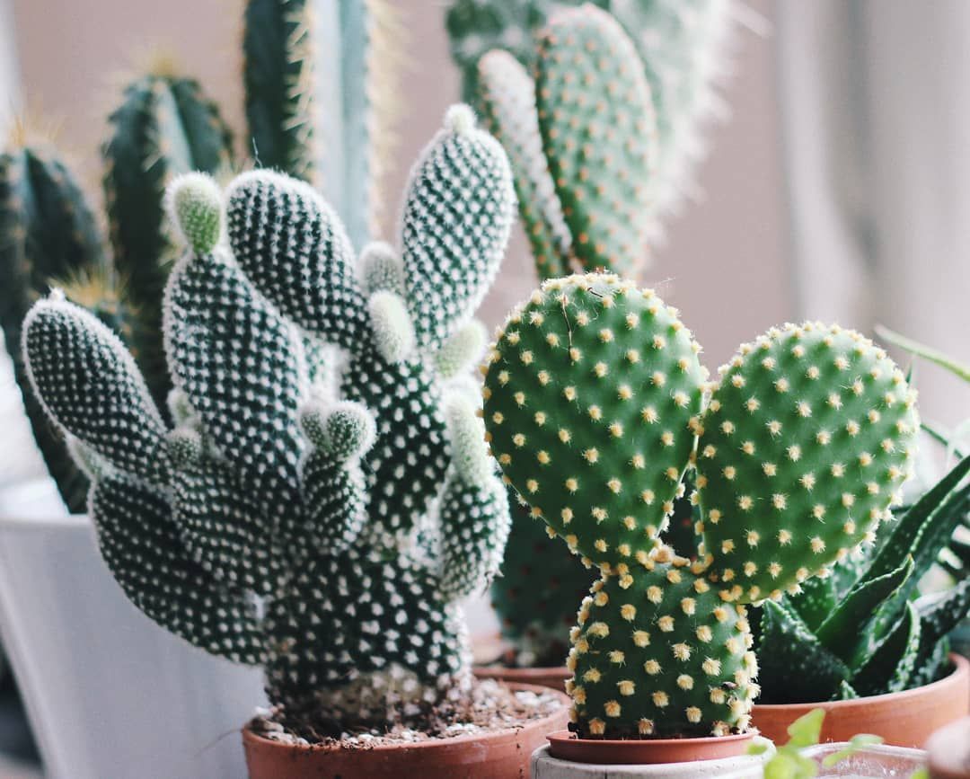 How to Repot a Cactus Plant -   14 planting House cactus ideas