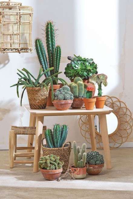 14 planting House cactus ideas