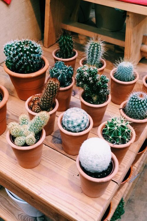 14 planting House cactus ideas