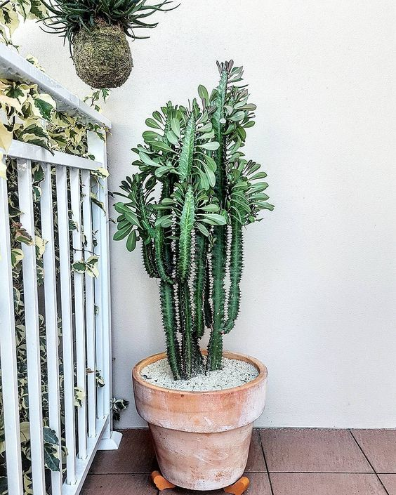 10 House Plants Which Are Hard To Kill -   14 planting House cactus ideas