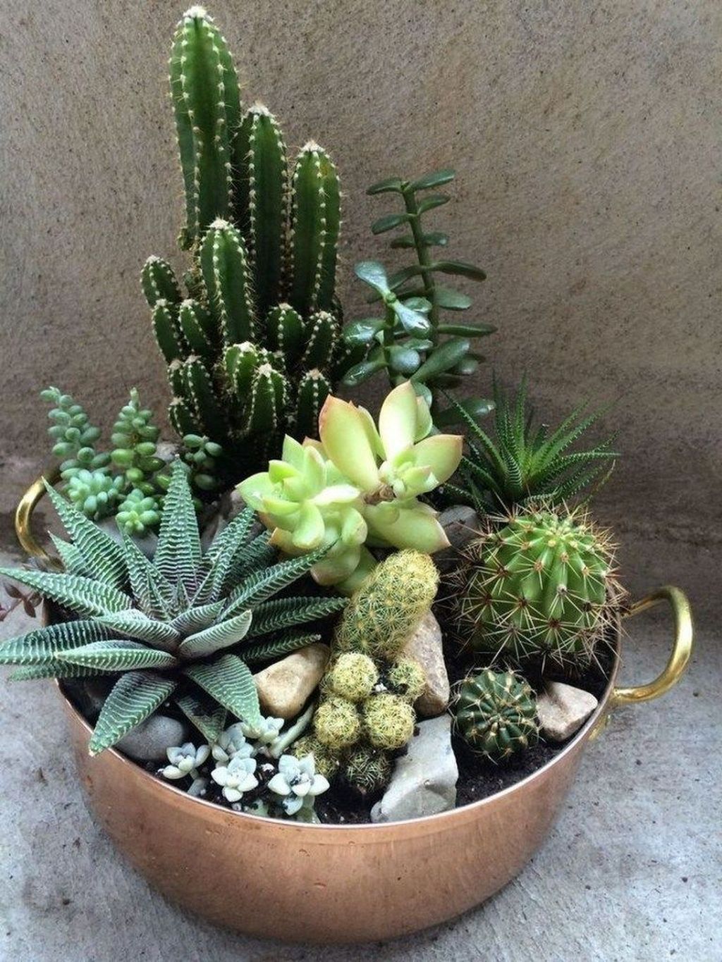 14 planting House cactus ideas