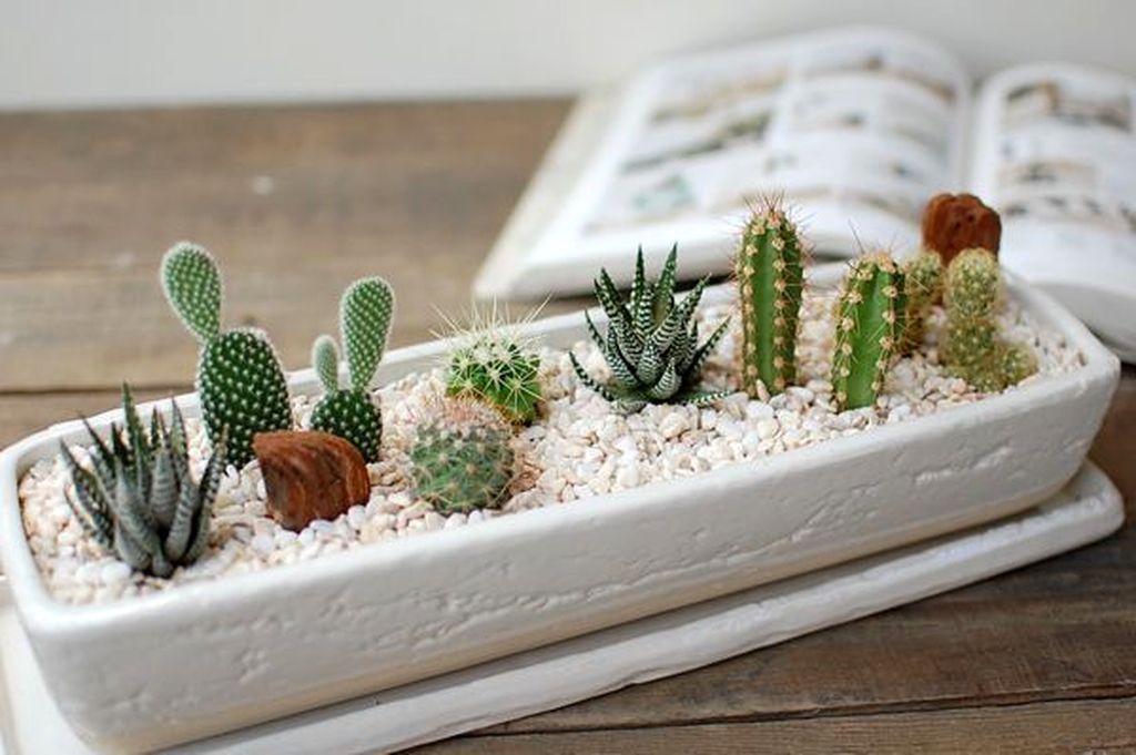 14 planting House cactus ideas