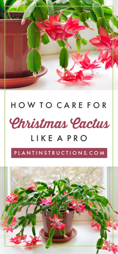 14 planting House cactus ideas