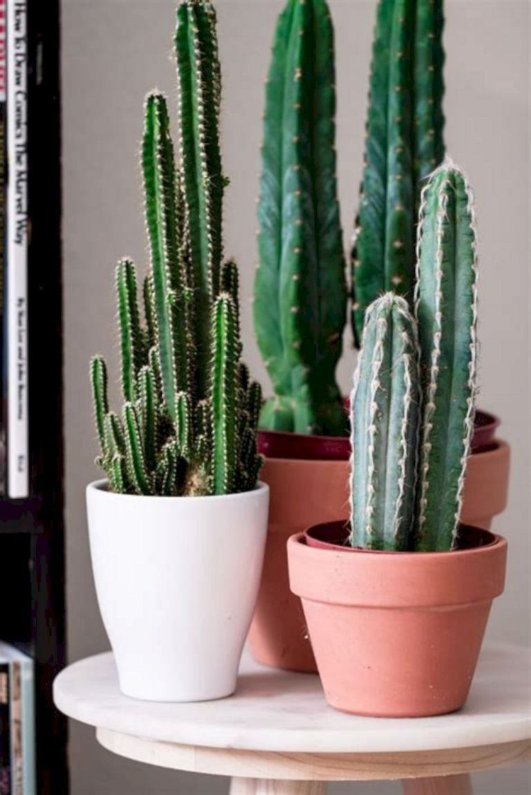 23 Gorgeous Indoor Cactus Plants Ideas to Beautify Your Home -   14 planting House cactus ideas