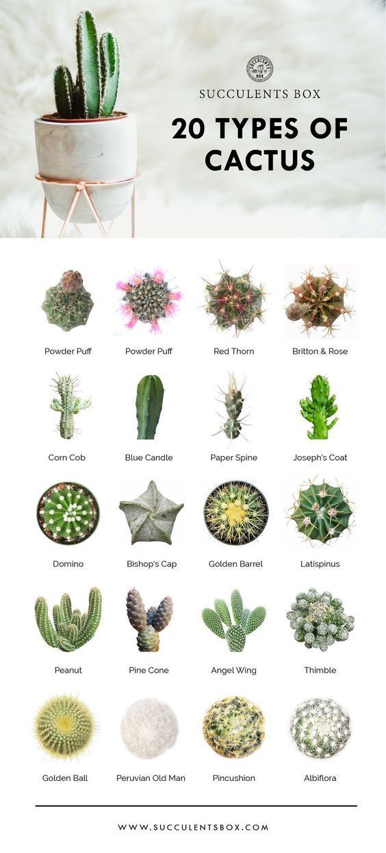 14 planting House cactus ideas