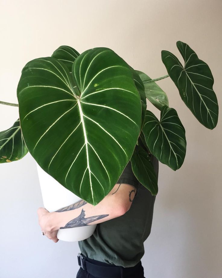 We all have favorites (don't lie) ONE of my favorites is Philodendron gloriosu... -   14 planting House cactus ideas