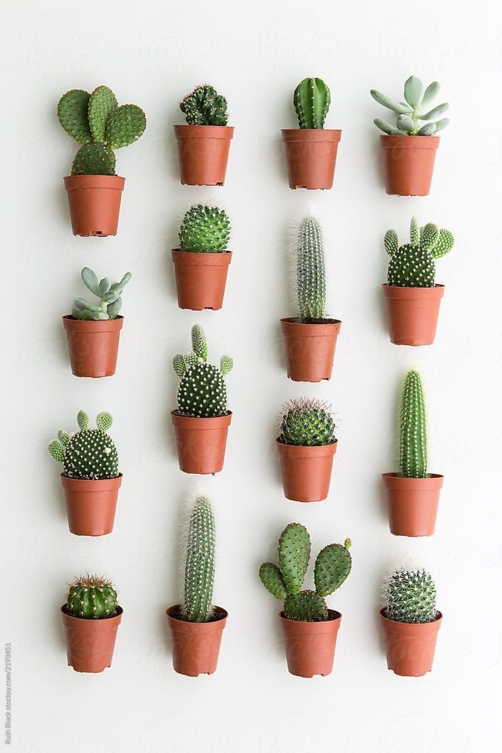 35 Lovely Small Cactus Ideas for Indoor -   14 planting House cactus ideas