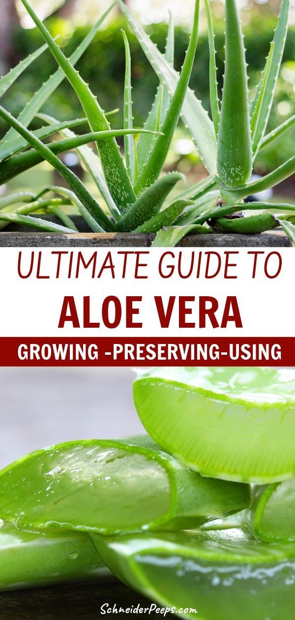 14 skin care Steps aloe vera ideas