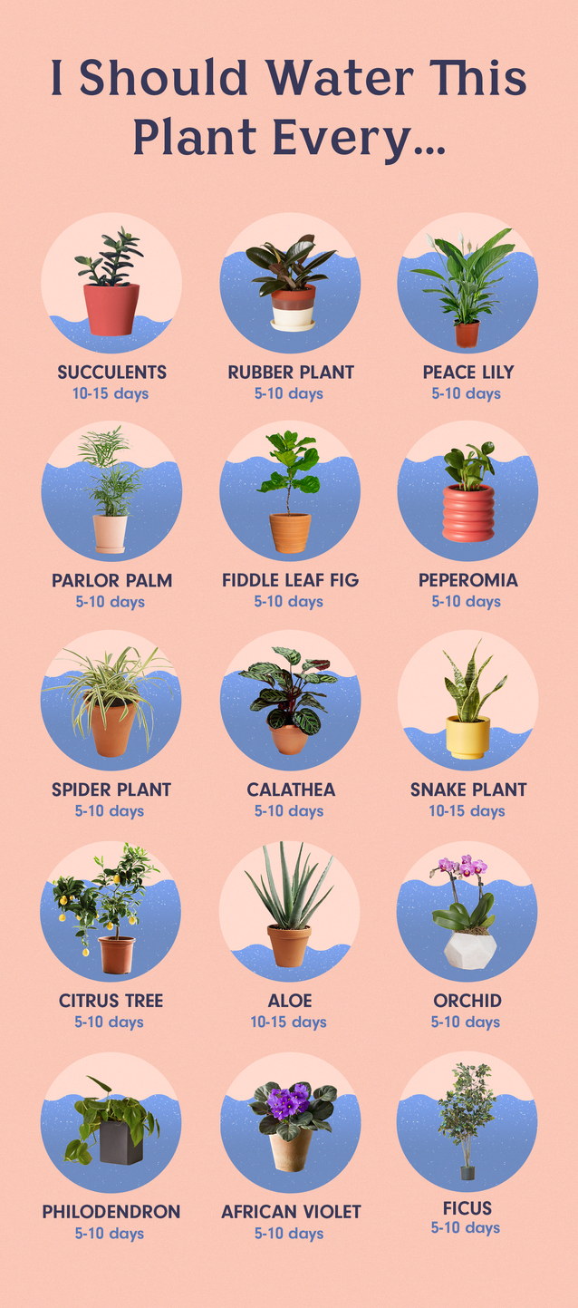 How to Water the 15 Most Popular Houseplants -   15 plants tutorials ideas