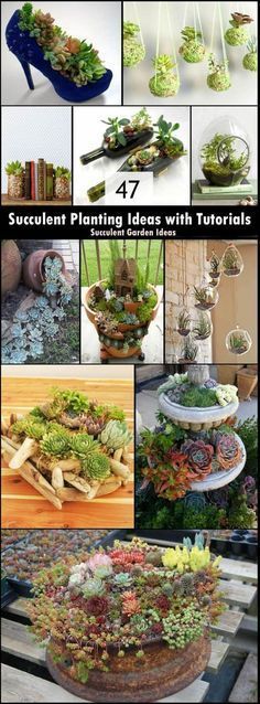 47 Succulent Planting Ideas with Tutorials -   15 plants tutorials ideas