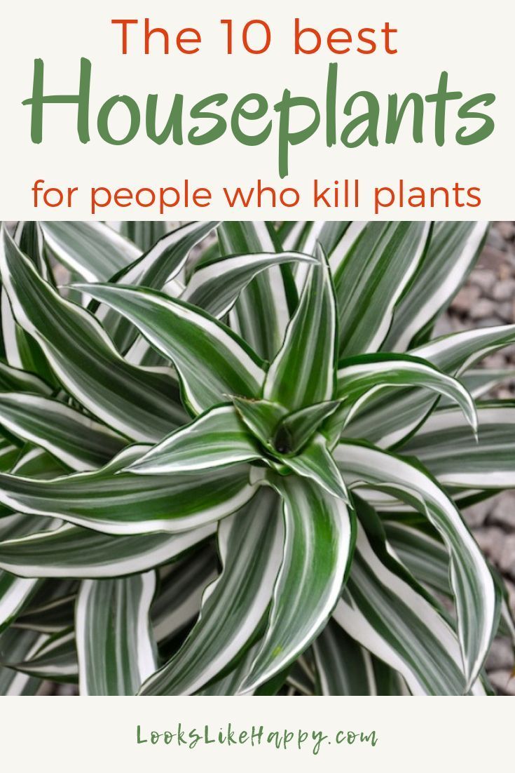 The 10 Best Plants for People Who Kill Plants -   16 plants Indoor easy ideas