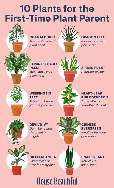 Houseplants That Are Perfect for Gardening Beginners -   16 plants Indoor easy ideas