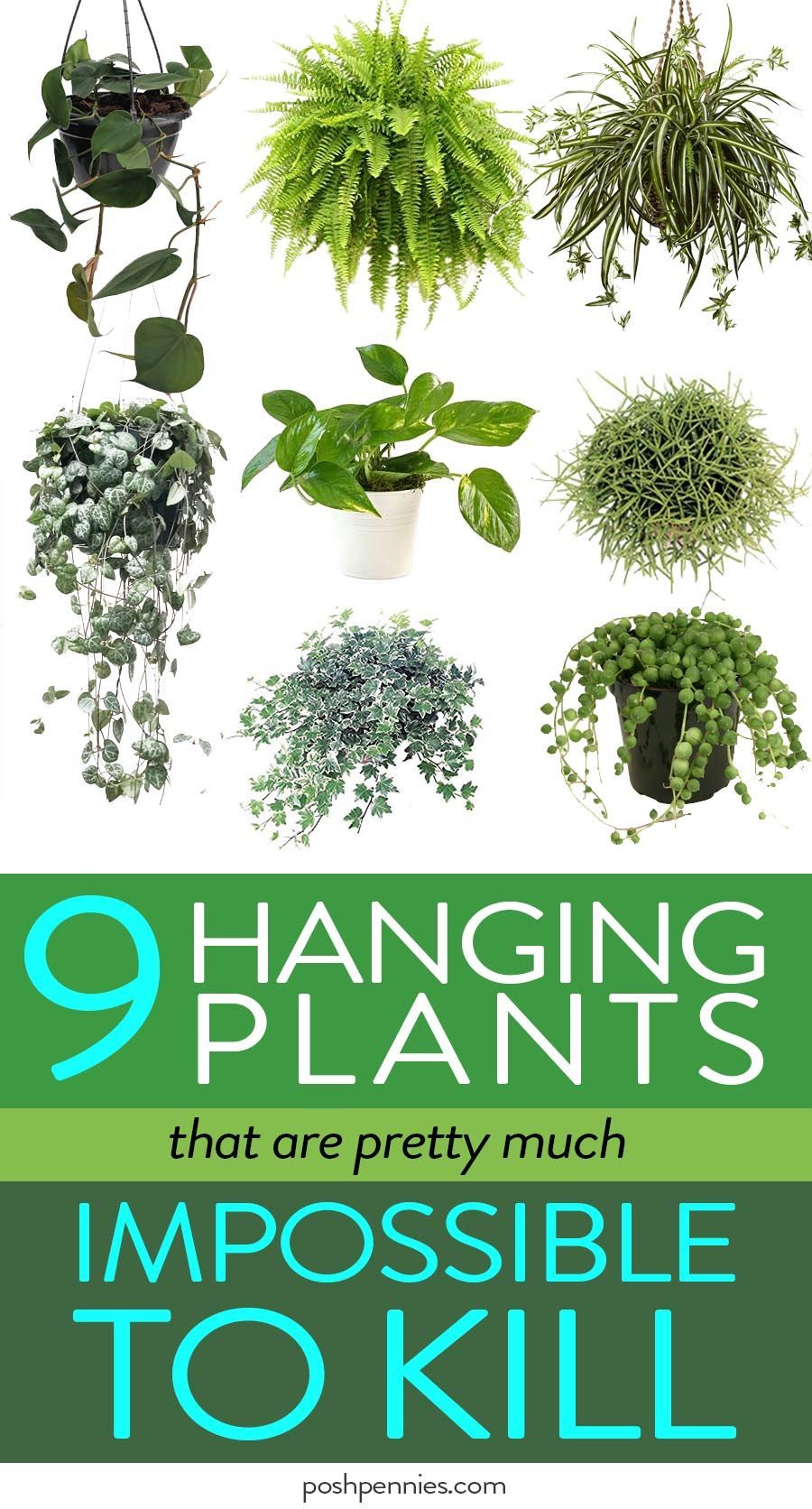 16 plants Indoor easy ideas