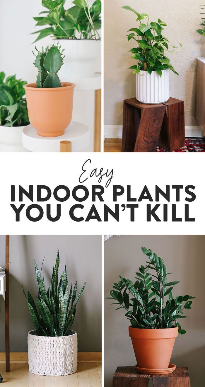 16 plants Indoor easy ideas