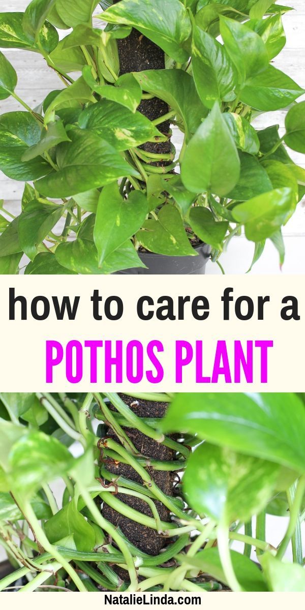 How to Care for a Pothos Plant -   16 plants Indoor easy ideas