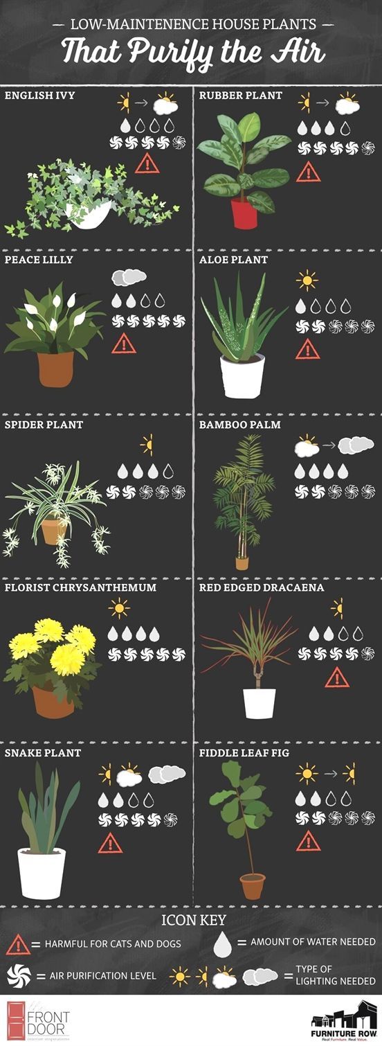 16 plants Indoor easy ideas