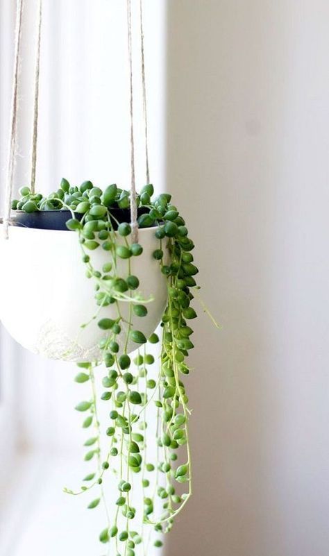 29 Most Beautiful Houseplants You Never Knew About -   16 plants Indoor easy ideas