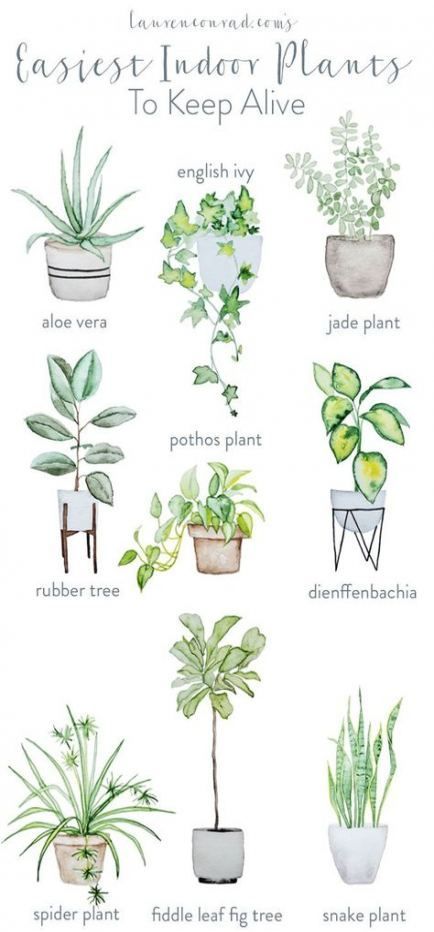 16 plants Indoor easy ideas