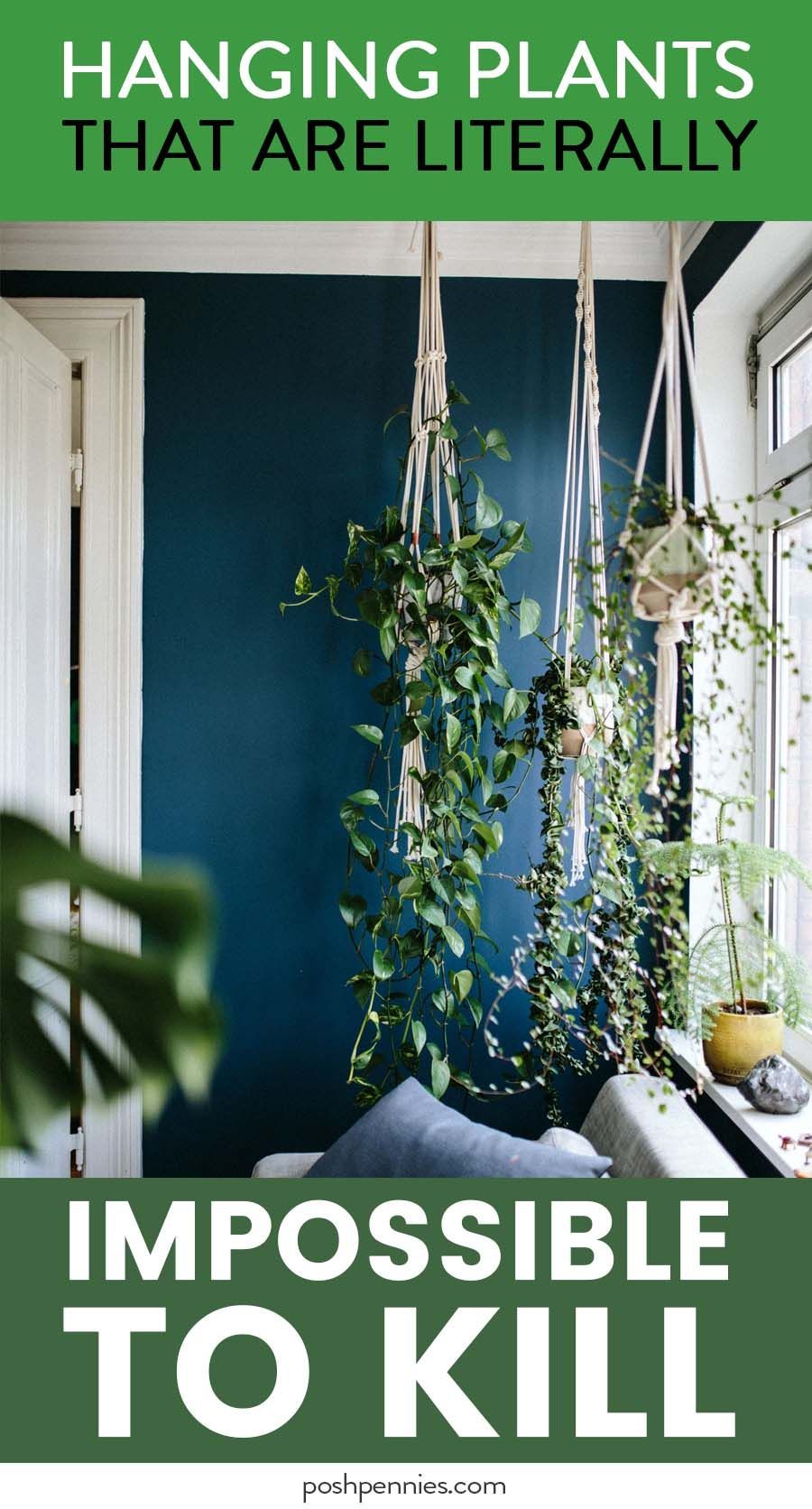 The Best Beginner Hanging Plants (that also look amazing) -   16 plants Indoor easy ideas