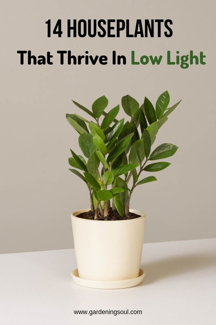 14 Houseplants That Thrive In Low Light -   16 plants Indoor easy ideas