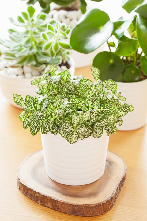 16 plants Indoor easy ideas