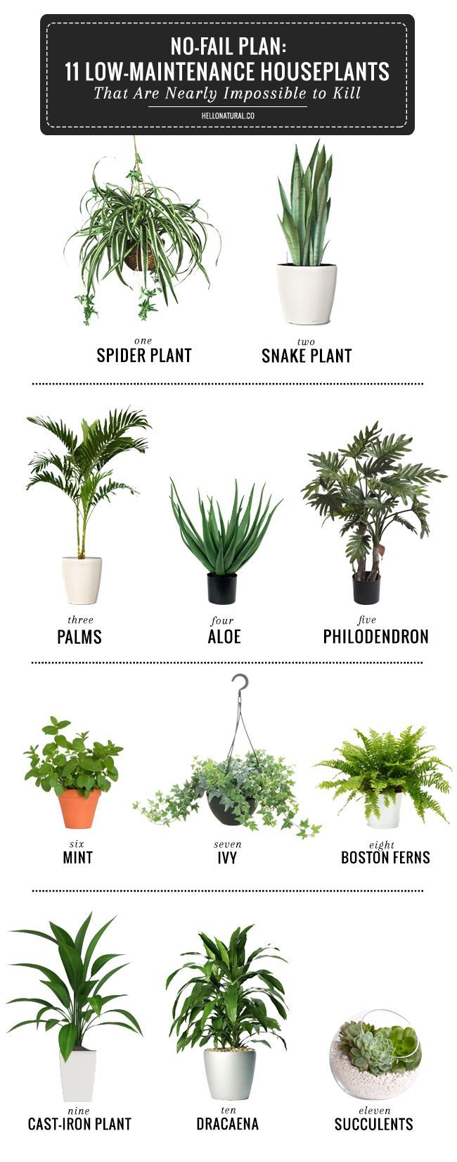 11 Easy To Grow Houseplants -   16 plants Indoor easy ideas