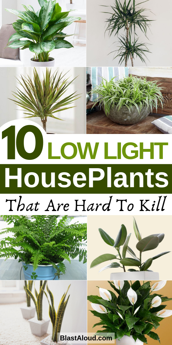 10 Low Light Houseplants You Won't Be Able To Kill -   17 garden design Low Maintenance house plants ideas