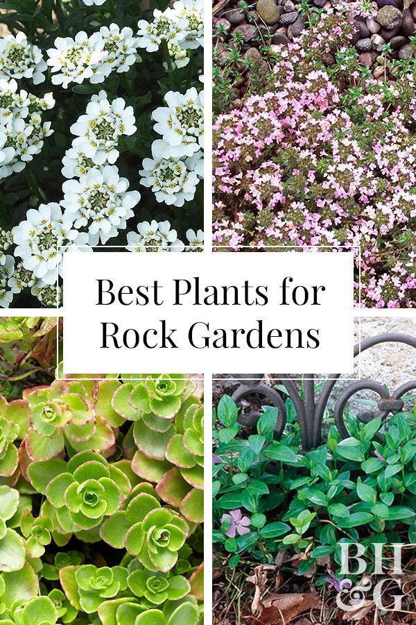 Best Plants for Rock Gardens -   17 garden design Low Maintenance house plants ideas