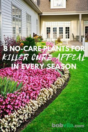 8 No-Care Plants for Killer Curb Appeal in Every Season -   17 garden design Low Maintenance house plants ideas