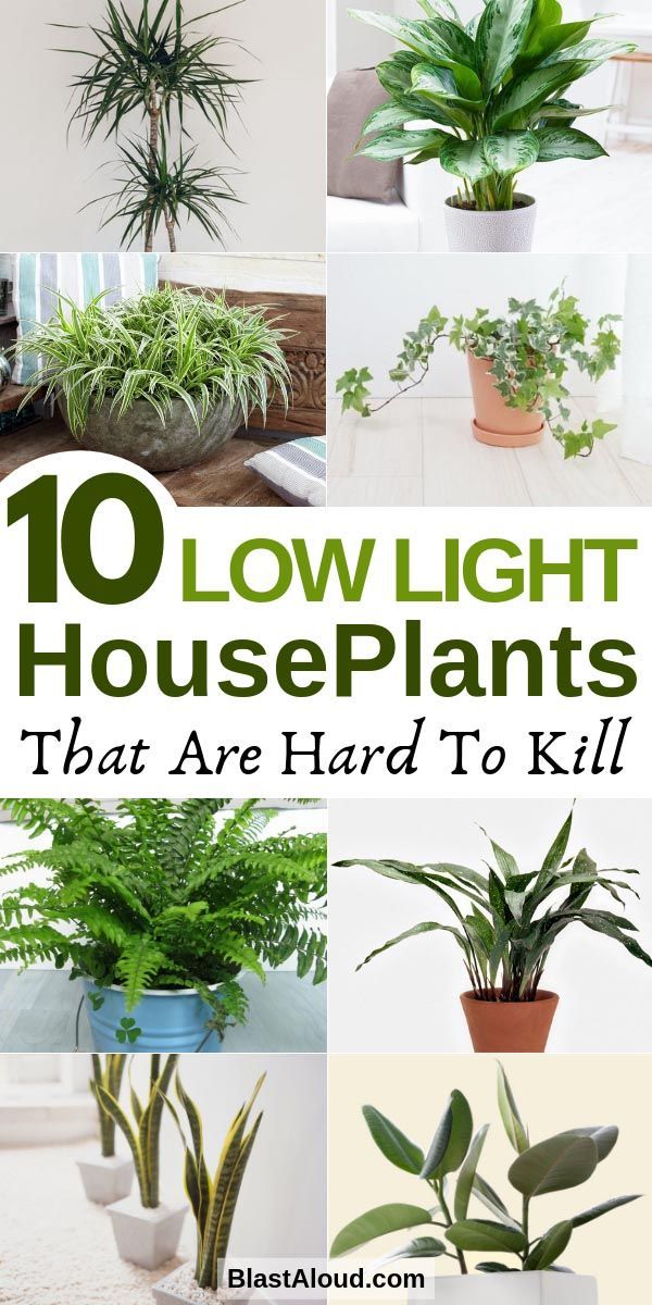 10 Low Light Houseplants You Won't Be Able To Kill -   17 garden design Low Maintenance house plants ideas