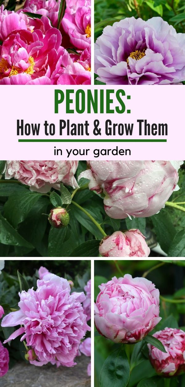 How to Plant and Care for Peonies -   17 garden design Low Maintenance house plants ideas