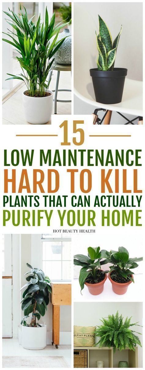 15 Air Purifying Plants You Need In Your Home -   17 garden design Low Maintenance house plants ideas