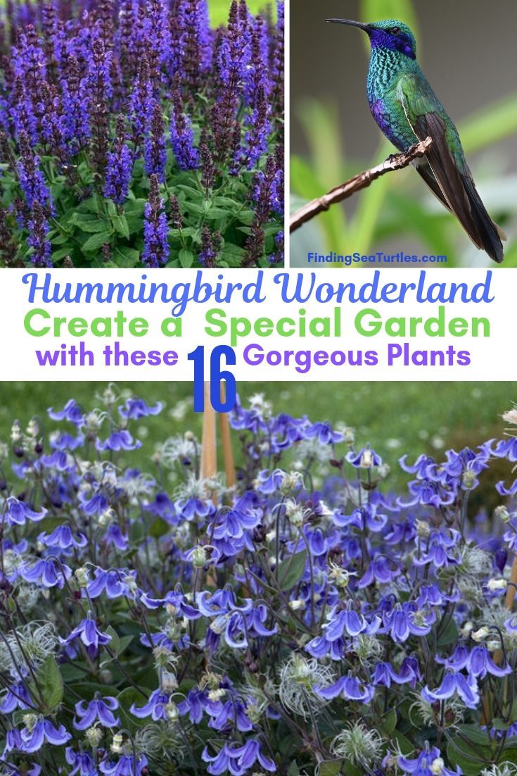 16 Perennials That Attract Hummingbirds to Your Garden! -   17 plants Decoration landscaping ideas