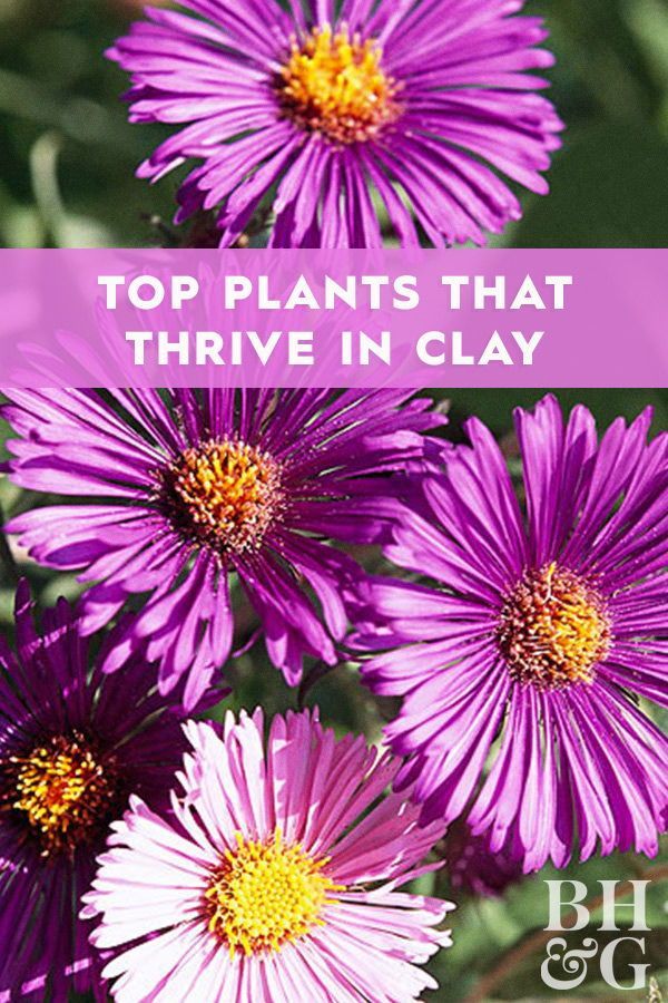 Top Plants That Thrive in Clay -   17 plants Decoration landscaping ideas