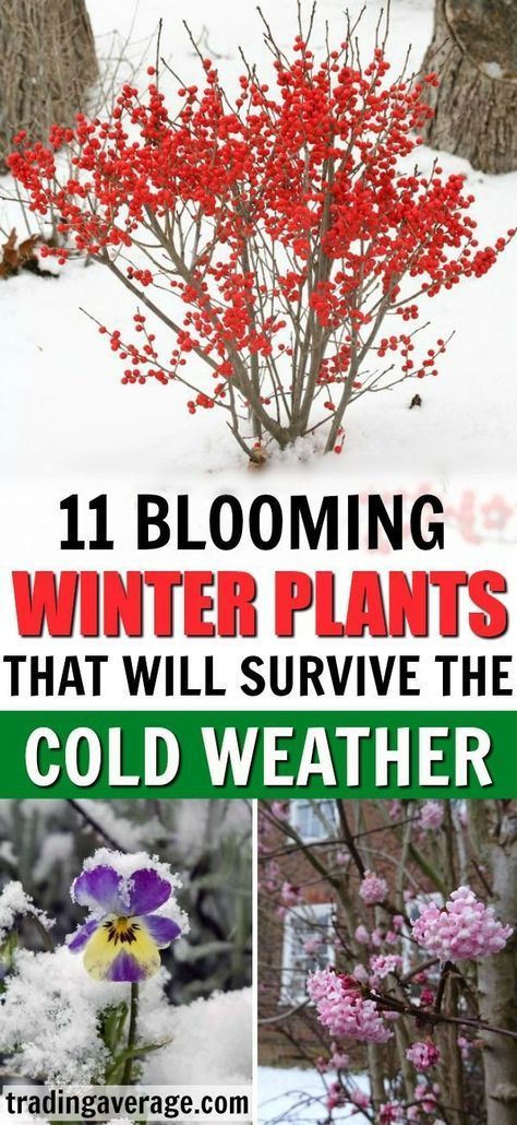 11 Winter Plants That Will Survive the Cold Weather -   17 plants Decoration landscaping ideas