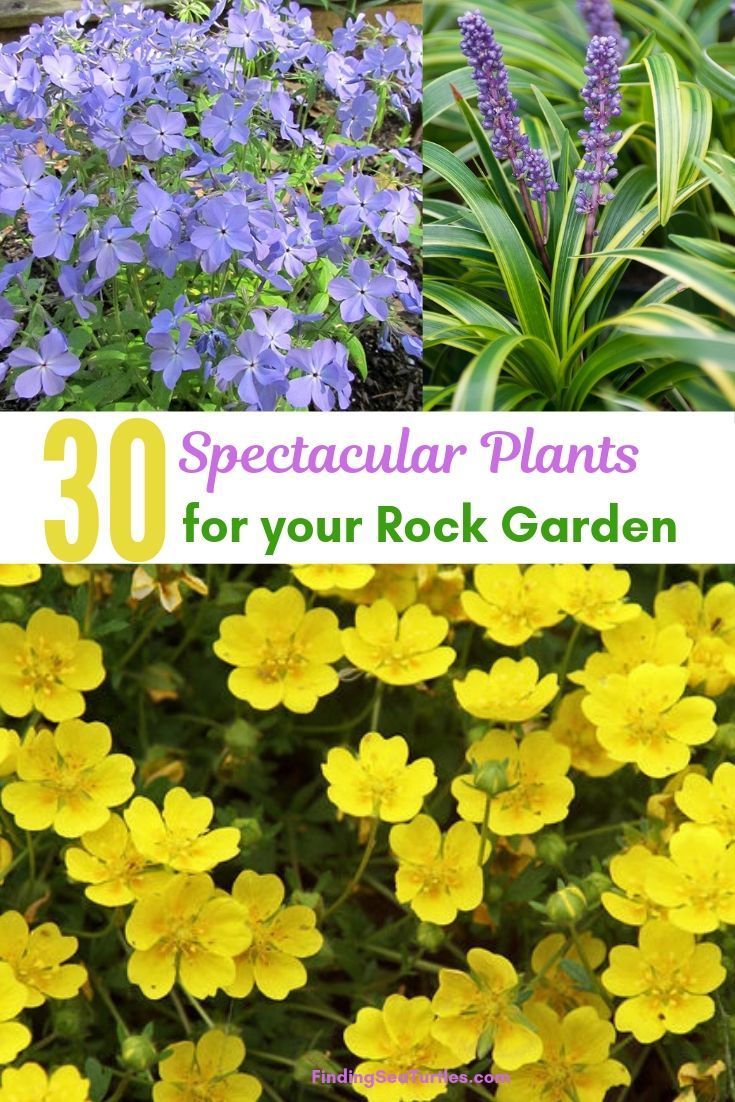30 Rock Garden Plants That Perform Like Rock Stars! -   17 plants Decoration landscaping ideas