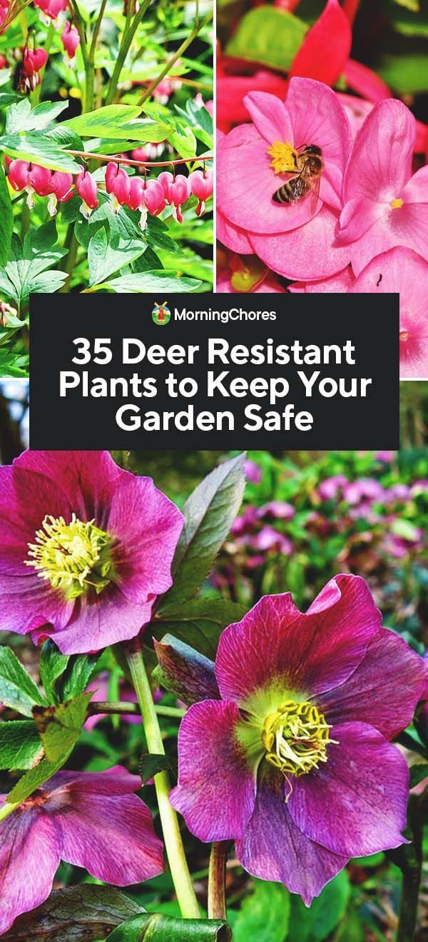 35 Deer Resistant Plants to Keep Your Garden Safe -   17 plants Decoration landscaping ideas
